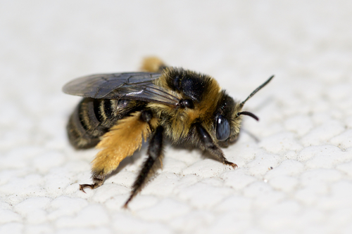 Drury's Long-horned Bee