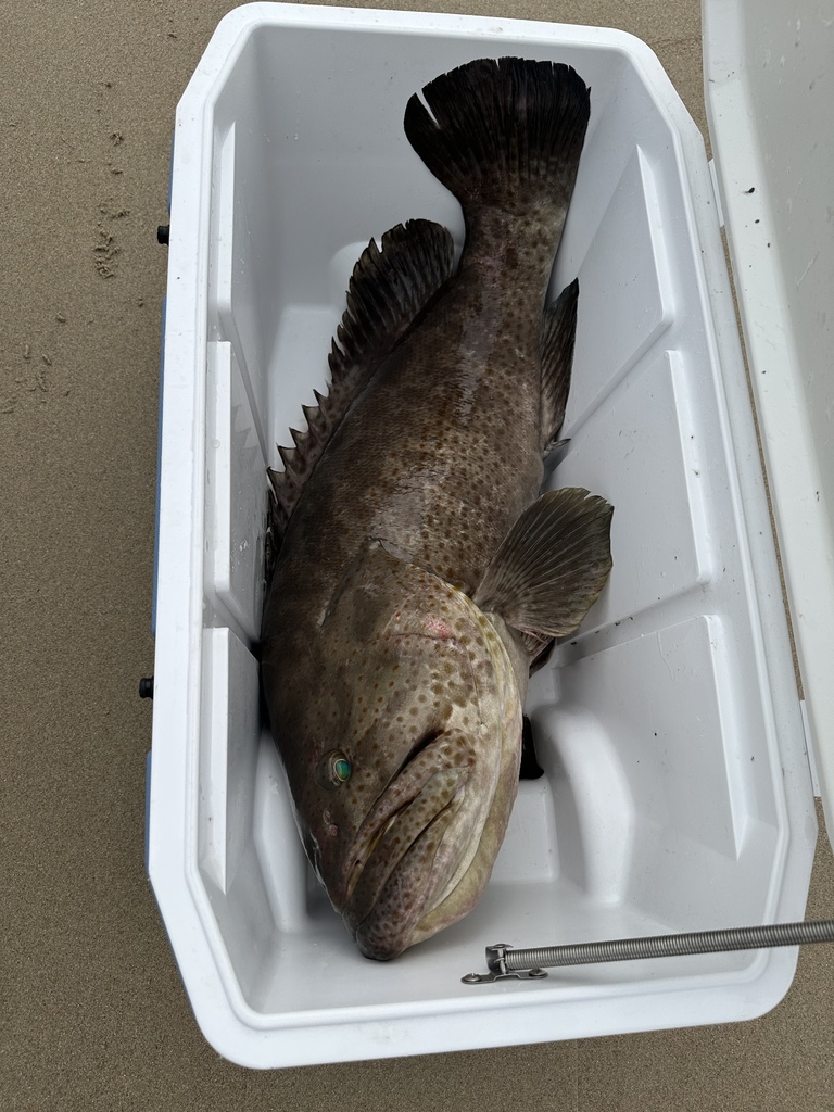 Orange-spotted grouper