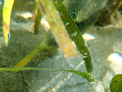 Canthigaster