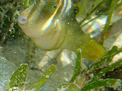 Canthigaster