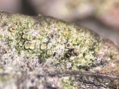 Lecanora minutella