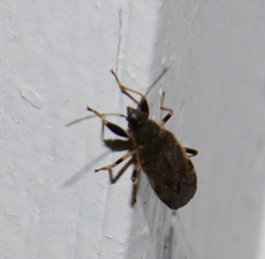 Perigenes constrictus