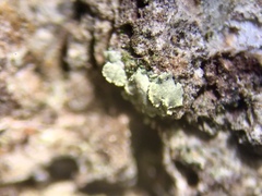 Hypocenomyce scalaris