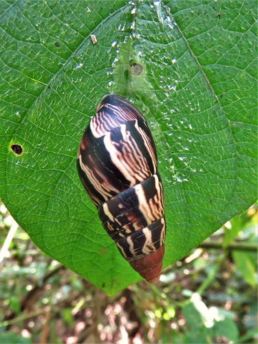 Limicolaria martensiana