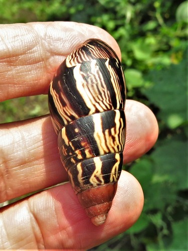 Limicolaria martensiana