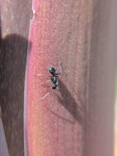 Carpenter Ants