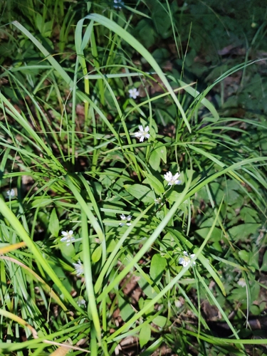 European False Stitchwort (Pseudostellaria europaea)