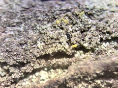 Rinodina papillata