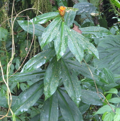 Costus curvibracteatus