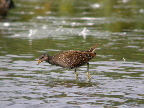 Spotted Crake, Nationaal Park De Loonse En Drunense Duinen, NL-NB-TI, NL-NB, NL, photo 6 of 10