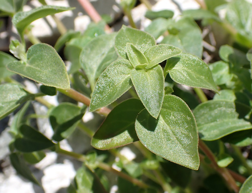 Image of Theligonum cynocrambe by (c) Thomas Gyselinck, some rights reserved (CC BY)