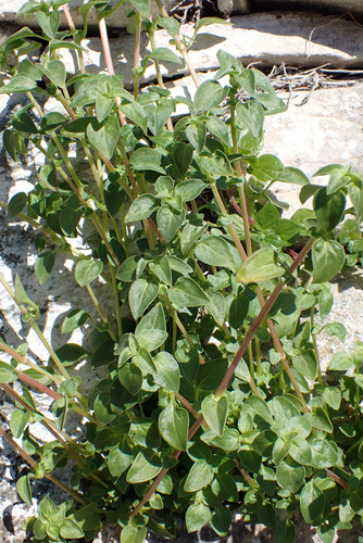 Image of Theligonum cynocrambe by (c) Thomas Gyselinck, some rights reserved (CC BY)