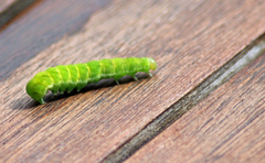 Phlogophora meticulosa