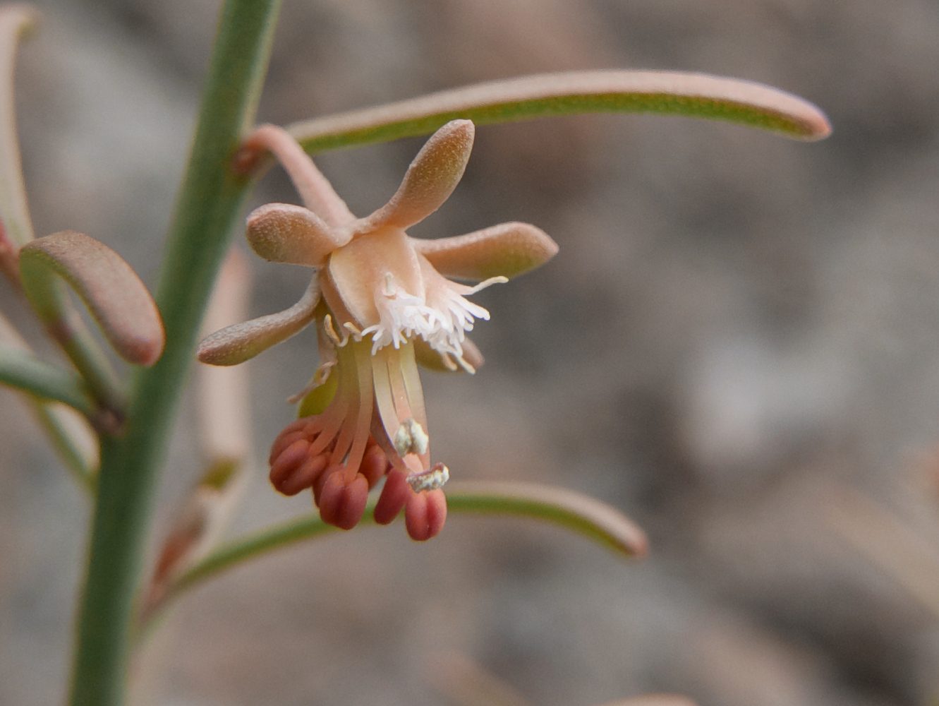Reseda scoparia