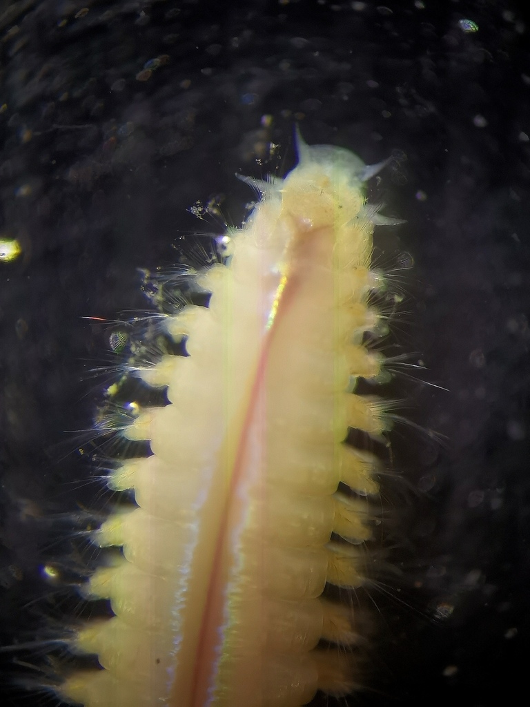 Nephtys longosetosa