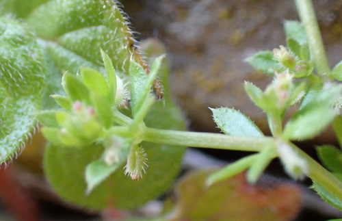 Image of Galium murale by (c) Thomas Gyselinck, some rights reserved (CC BY)