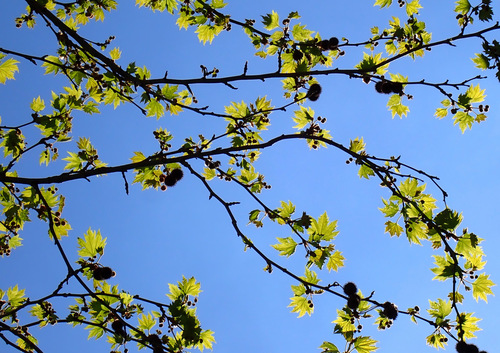 Image of Platanus orientalis by (c) Thomas Gyselinck, some rights reserved (CC BY)