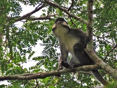Cercopithecus ascanius schmidti