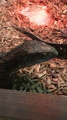 Varanus exanthematicus