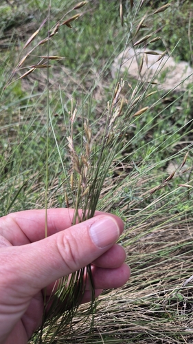 Helictotrichon desertorum, photograph 3