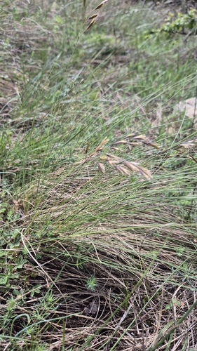 Helictotrichon desertorum, photograph 4