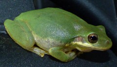 Squirrel Treefrog photo 5