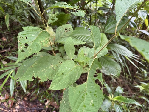 Callicarpa longifolia, photograph 1