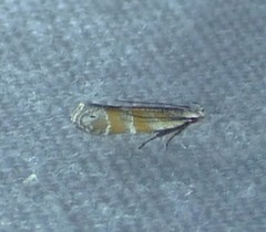 Battaristis vittella