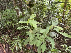 Callicarpa longifolia, photograph (c) Caleb Catto, some rights reserved (CC BY)