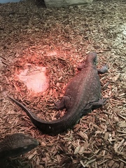 Varanus exanthematicus