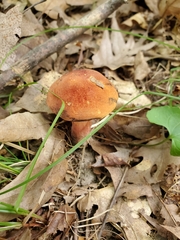 Boletus subluridellus