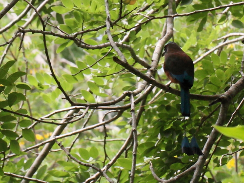 Momoto Cejas Azules