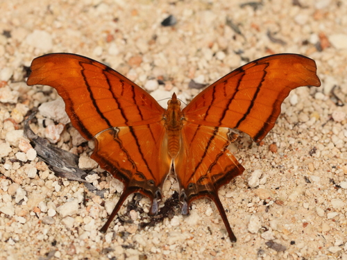 Mariposa alas de daga naranja