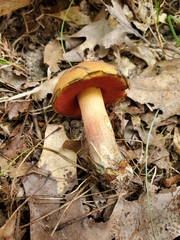 Boletus subluridellus