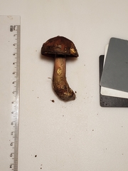 Boletus subluridellus