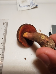 Boletus subluridellus