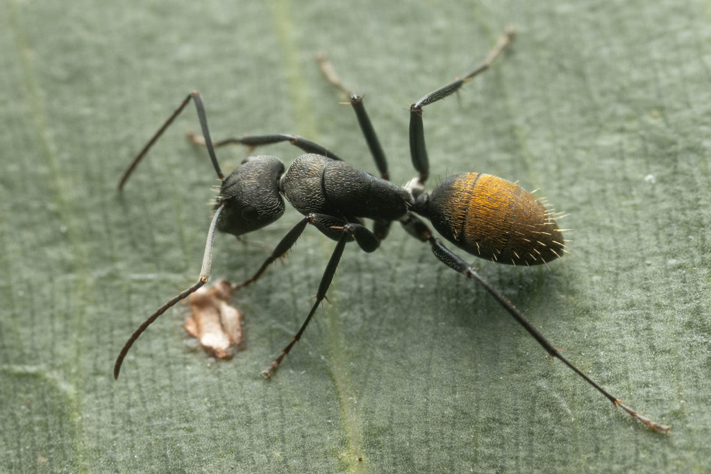 Golden-tailed Sugar Ant