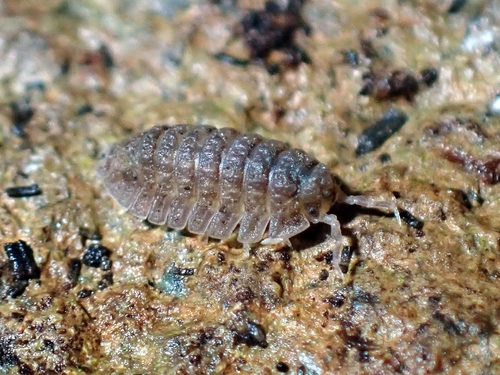 Armadillo conglobator