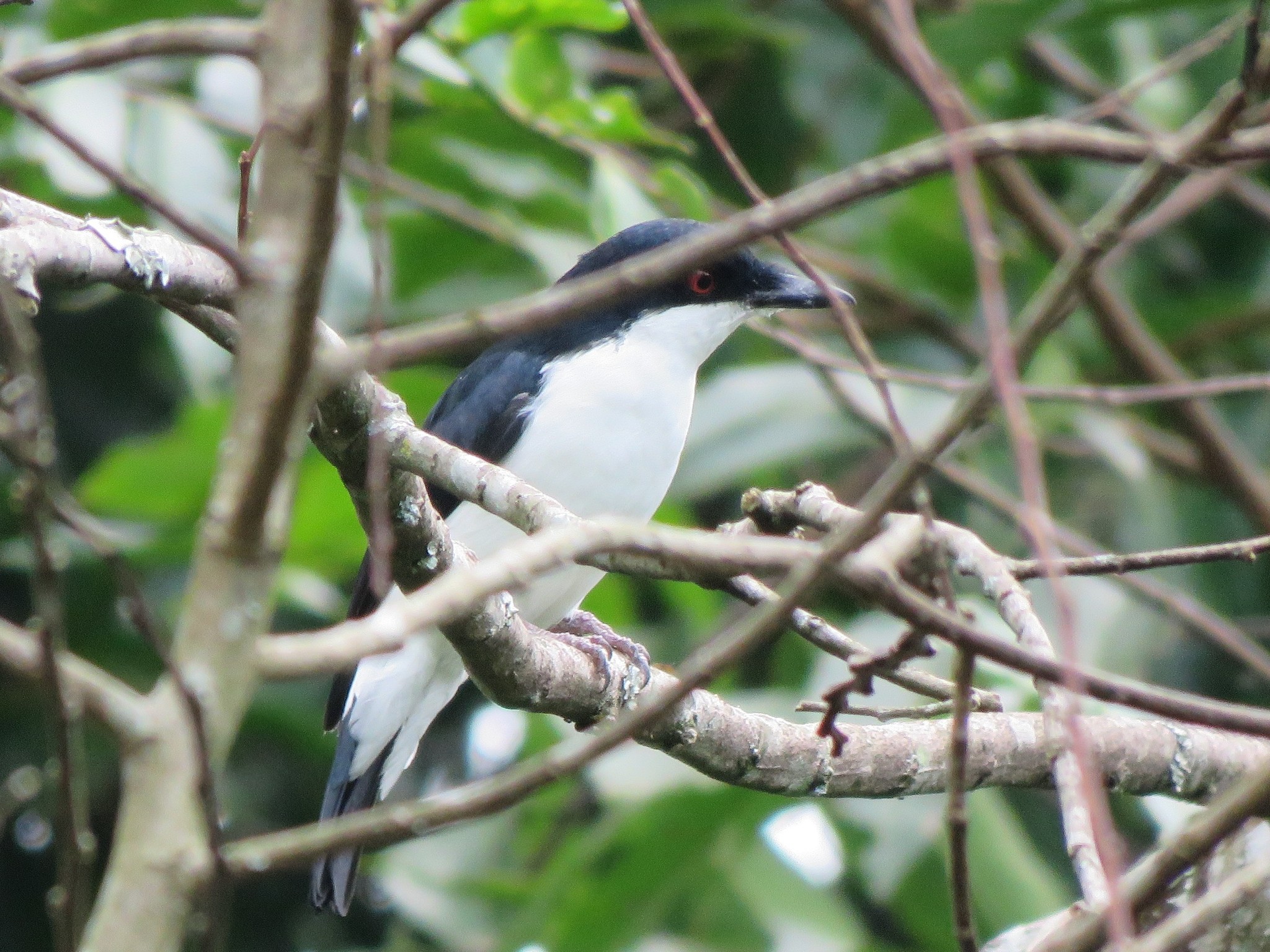 African Shrike-flycatcher (Megabyas flammulatus), photo 9