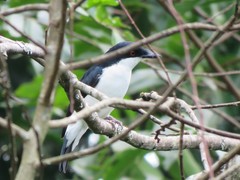 Megabyas flammulatus