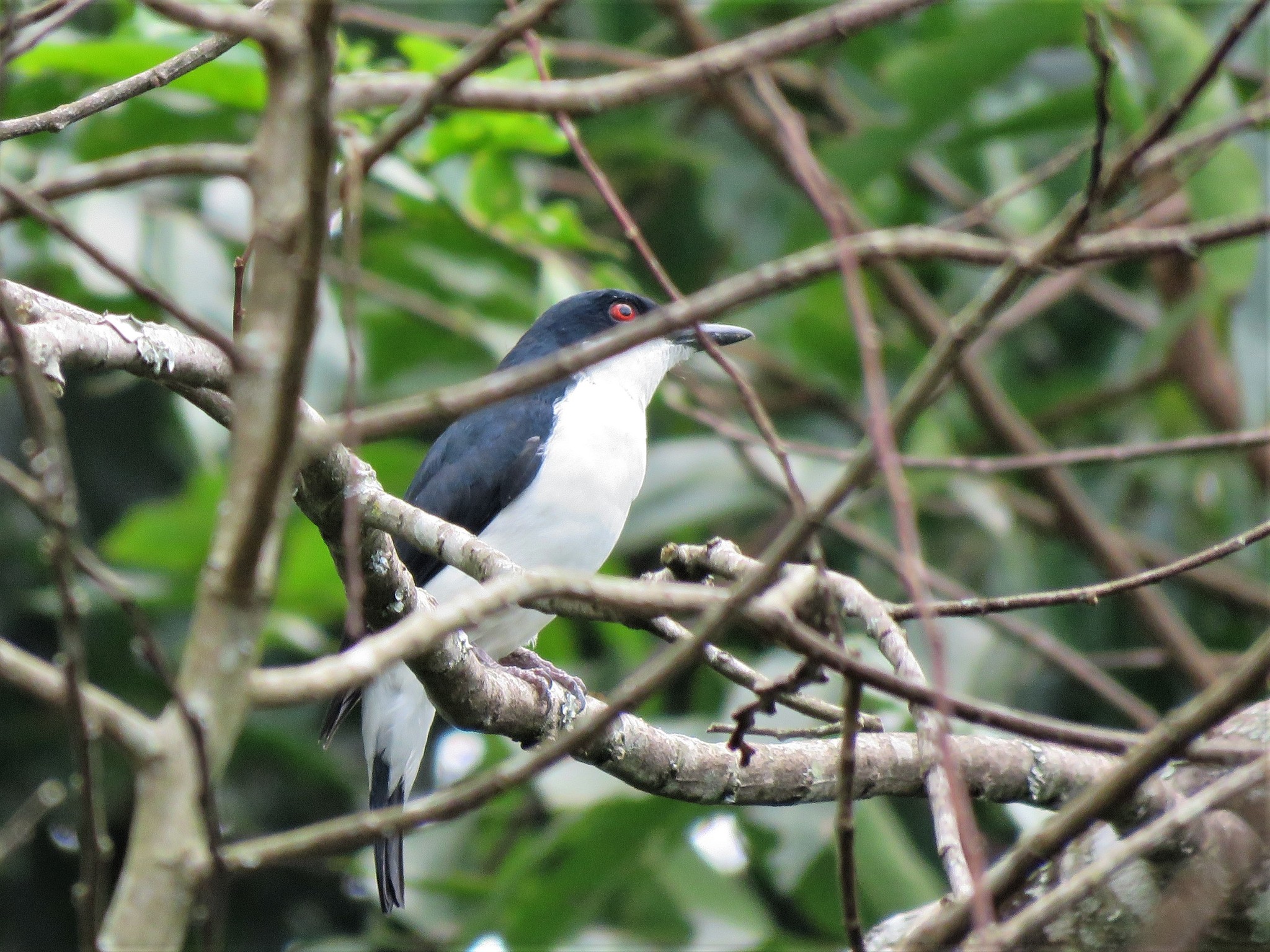 African Shrike-flycatcher (Megabyas flammulatus), photo 10