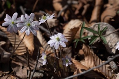 Hepatica acutiloba
