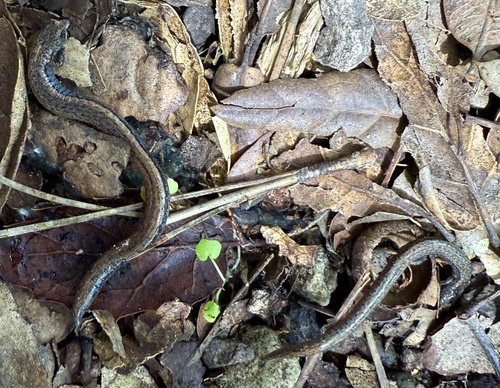 Gabilan Mountains Slender Salamander, Batrachoseps gavilanensis