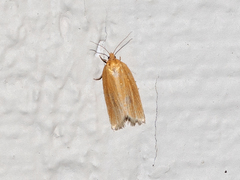 Clepsis clemensiana