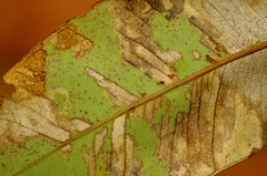 Eucalyptus tetrodonta