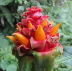 Costus montanus