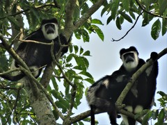 Colobus guereza