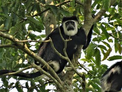 Colobus guereza