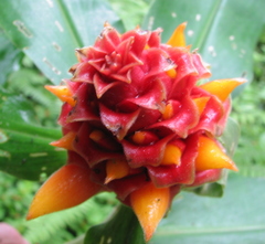 Costus montanus