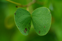 Lysiphyllum cunninghamii